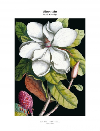 Tirage Magnolia