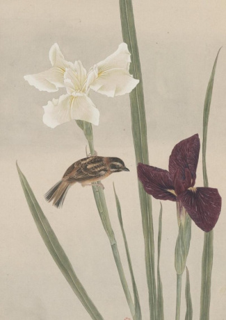 Carnet Fleurs et oiseaux