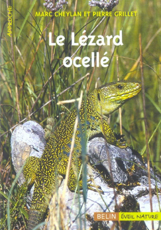Le Lézard ocellé