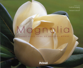 Magnolia. L'arbre fleur venu du nouveau monde