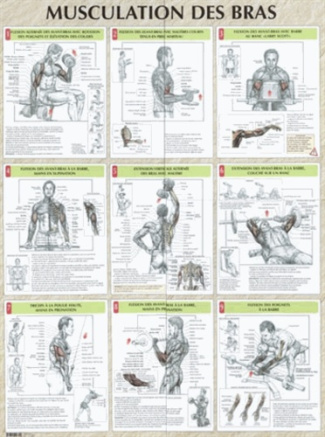 Musculation des bras. Poster 80x60 cm