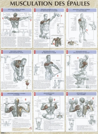 Musculation des épaules. Poster 80x60 cm