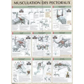 Musculation des pectoraux. Poster 80x60 cm