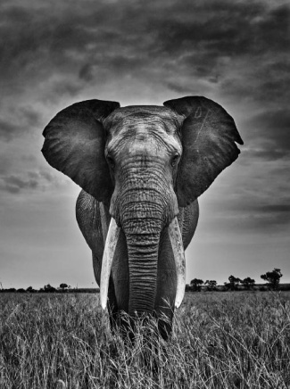 Mémoires d'éléphant