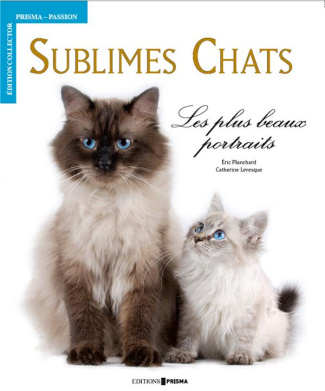 Sublimes chats. Les plus beaux portraits