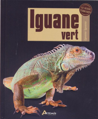 Iguane vert