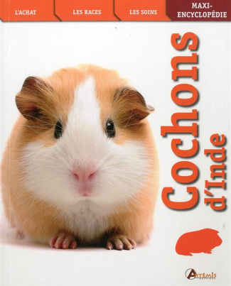Cochons d'Inde