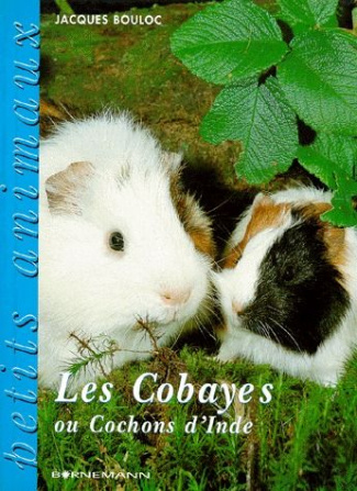 Les cobayes ou cochons d'Inde
