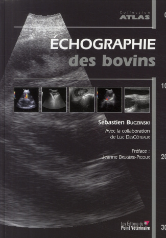 Echographie des bovins