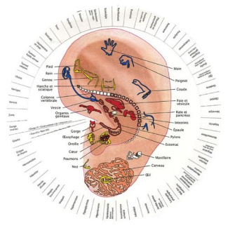 Le révélateur. Ressemblance oreille, foetus