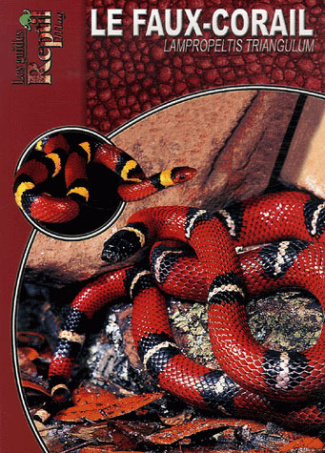 Le faux-corail. Lampropeltis Triangulum