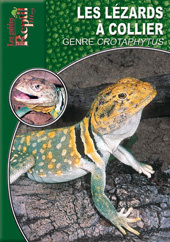 Le lézard à collier. Crotaphytus Collaris