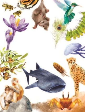 Les animaux extraordinaires