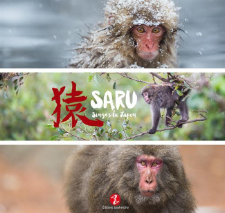 Saru. Singes du Japon