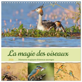 HEILAND_SABINE-MAGIE_OISEAUX_CALENDRIER_MURAL_CARRE_202_-_MOMENTS_MAGIQUES_D_OISEAUX_SAU-9783457303405_0