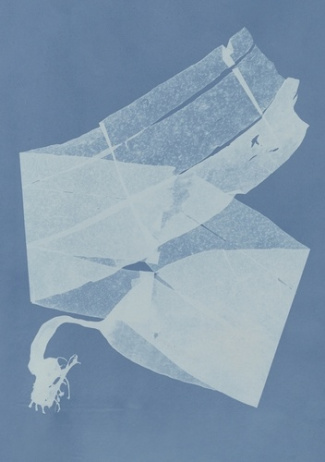 atkins-anna-carnet-herbier-des-mers_0