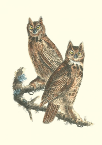 Carnet - Oiseaux d’Amérique