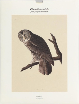 audubon-jean-jacques-tirage-chouette-cendree_0