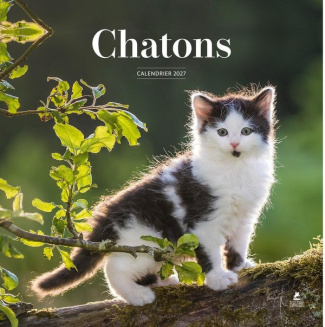 collectif-calendrier-2027-chatons_0