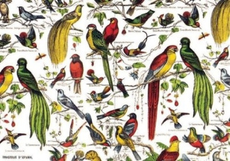 collectif-les-oiseaux_0