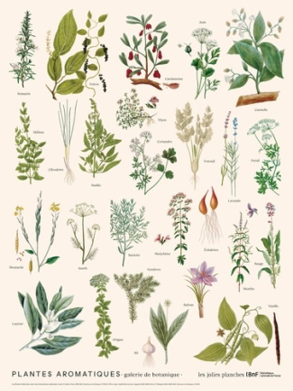 collectif-planche-plantes-aromatiques-30-x-40_0