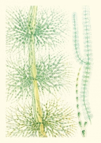 cooke-m-c-carnet-algues-d-eau-douce_0