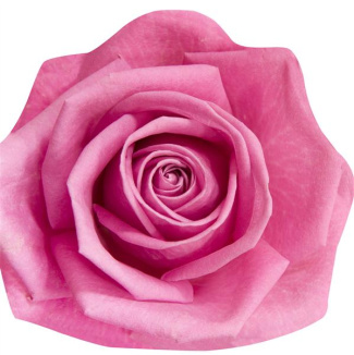 cousin-nathalie-roses_0