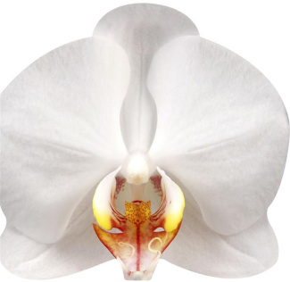 garnaud-valerie-orchidees_0