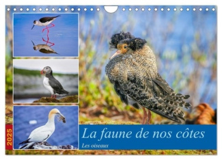 gaymard-alain-la-faune-de-nos-cotes-les-oiseaux-calendrier-mural-2025-din-a4-vertical-calvendo-calendrier-mensu_0