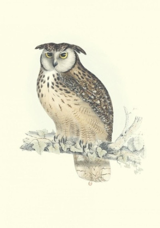 gould-john-carnet-oiseaux-de-l-himalaya_0