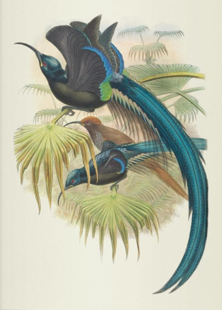 gould-john-carnet-oiseaux-de-nouvelle-guinee_0
