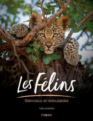 jackson-tom-les-felins-silencieux-et-redoutables_0