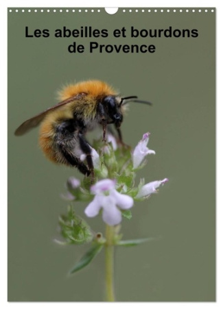 julien-martine-abeilles-et-bourdons-de-provence-calendr-nos-amis-les-abeilles-et-les-b_0