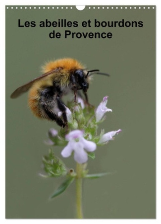 julien-martine-abeilles-et-bourdons-de-provence-calendr-nos-amis-les-abeilles-et-les-b_0
