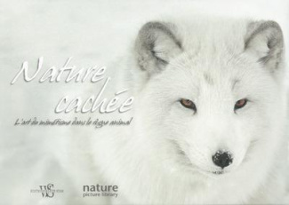 nature-cachee-l-art-du-mimetisme-dans-le-regne-animal_0