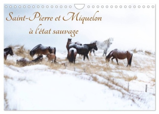 pol-gregory-saint-pierre-et-miquelon-a-etat-sauvage-un-petit-bout-de-france-meconn_0