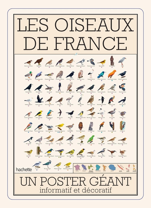 Oiseaux de France. Un poster géant informatif et décoratif
