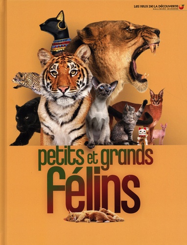 Petits et grands félins
