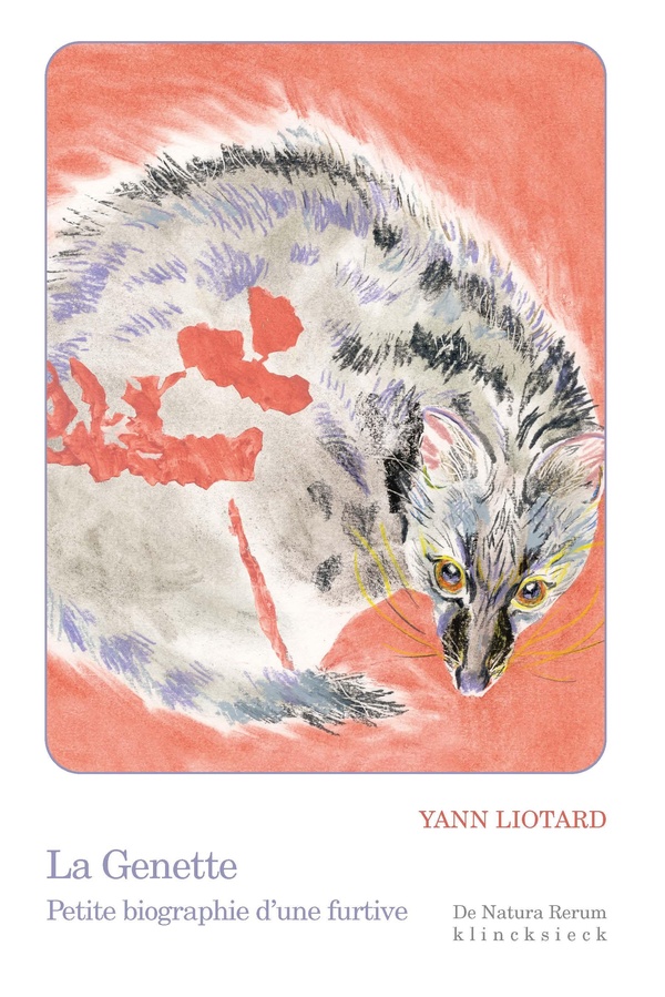 La genette. Petite biographie d'une furtive