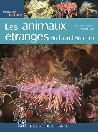 Les animaux étranges du bord de mer