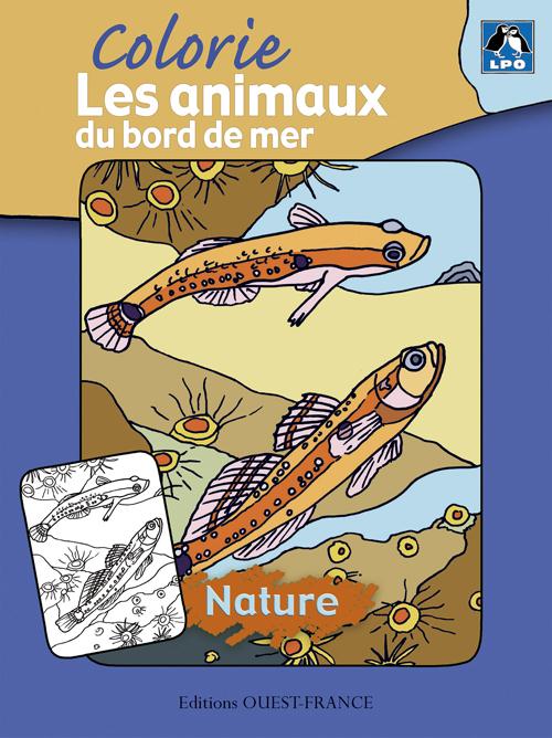 Les animaux du bord de mer
