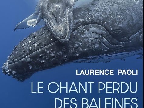 Le chant perdu des baleines. Quand la pollution sonore étouffe les voix de l'Océan