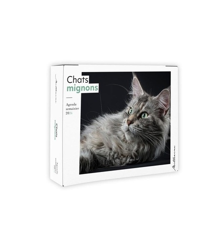 Agenda semainier Chats mignons. Edition 2026